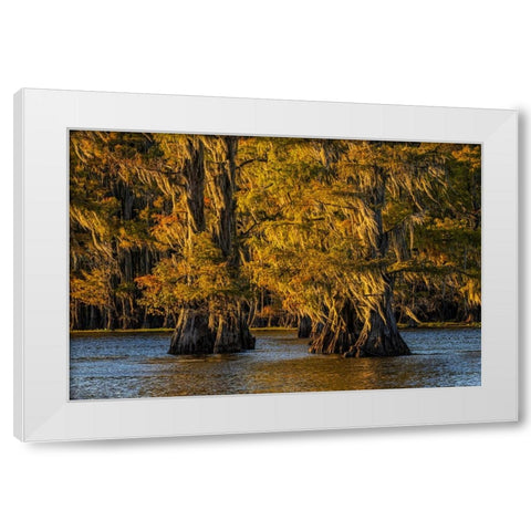 Bald cypress trees in autumn colors at sunset Caddo Lake-Uncertain-Texas White Modern Wood Framed Art Print by Jones, Adam