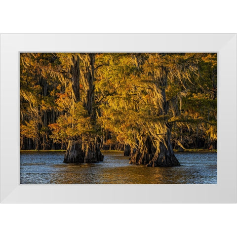Bald cypress trees in autumn colors at sunset Caddo Lake-Uncertain-Texas White Modern Wood Framed Art Print by Jones, Adam