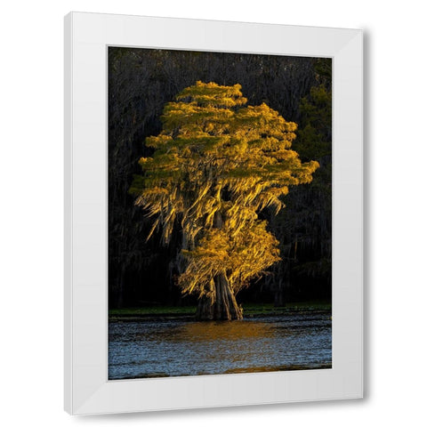 Bald cypress trees in autumn colors at sunset Caddo Lake-Uncertain-Texas White Modern Wood Framed Art Print by Jones, Adam