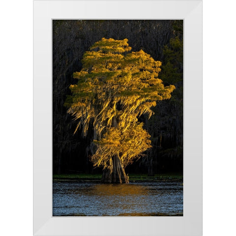 Bald cypress trees in autumn colors at sunset Caddo Lake-Uncertain-Texas White Modern Wood Framed Art Print by Jones, Adam