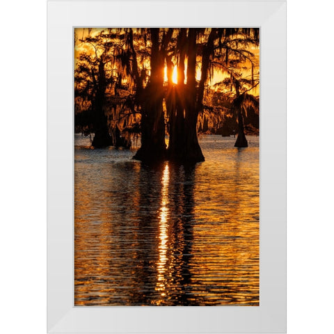Bald cypress trees silhouetted at sunset Caddo Lake-Uncertain-Texas White Modern Wood Framed Art Print by Jones, Adam