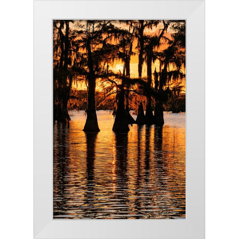 Bald cypress trees silhouetted at sunset Caddo Lake-Uncertain-Texas White Modern Wood Framed Art Print by Jones, Adam