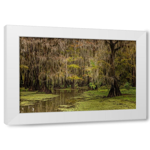 Cypress trees and Spanish moss lining shoreline of Caddo Lake-Uncertain-Texas White Modern Wood Framed Art Print by Jones, Adam