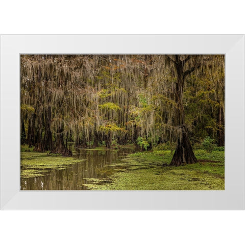 Cypress trees and Spanish moss lining shoreline of Caddo Lake-Uncertain-Texas White Modern Wood Framed Art Print by Jones, Adam