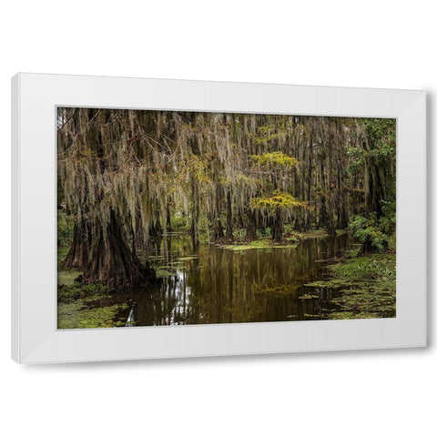 Cypress trees and Spanish moss lining shoreline of Caddo Lake-Uncertain-Texas White Modern Wood Framed Art Print by Jones, Adam
