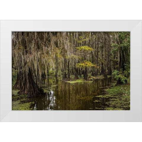 Cypress trees and Spanish moss lining shoreline of Caddo Lake-Uncertain-Texas White Modern Wood Framed Art Print by Jones, Adam