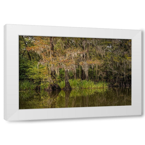 Cypress trees and Spanish moss lining shoreline of Caddo Lake-Uncertain-Texas White Modern Wood Framed Art Print by Jones, Adam