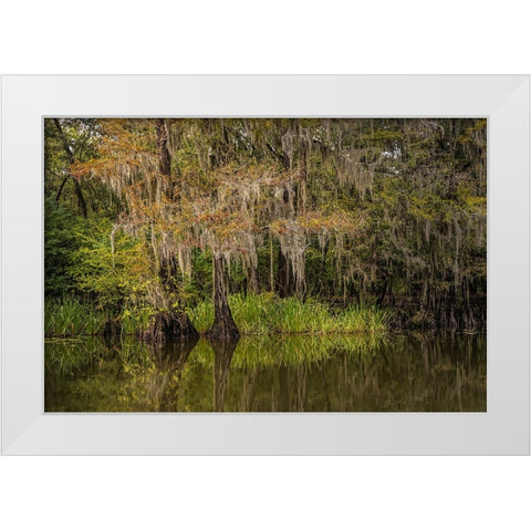 Cypress trees and Spanish moss lining shoreline of Caddo Lake-Uncertain-Texas White Modern Wood Framed Art Print by Jones, Adam