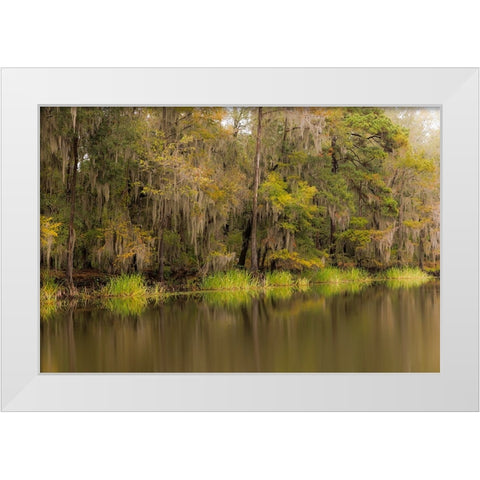Cypress trees and Spanish moss lining shoreline of Caddo Lake-Uncertain-Texas White Modern Wood Framed Art Print by Jones, Adam