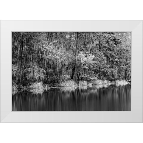 Cypress trees and Spanish moss lining shoreline of Caddo Lake-Uncertain-Texas White Modern Wood Framed Art Print by Jones, Adam