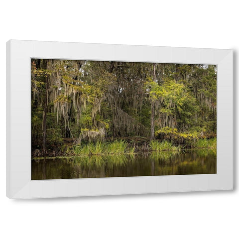 Cypress trees and Spanish moss lining shoreline of Caddo Lake-Uncertain-Texas White Modern Wood Framed Art Print by Jones, Adam