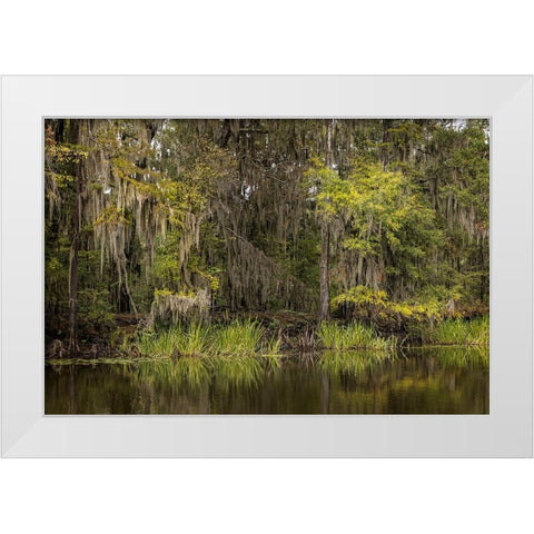 Cypress trees and Spanish moss lining shoreline of Caddo Lake-Uncertain-Texas White Modern Wood Framed Art Print by Jones, Adam