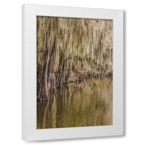 Cypress trees and Spanish moss lining shoreline of Caddo Lake-Uncertain-Texas White Modern Wood Framed Art Print by Jones, Adam