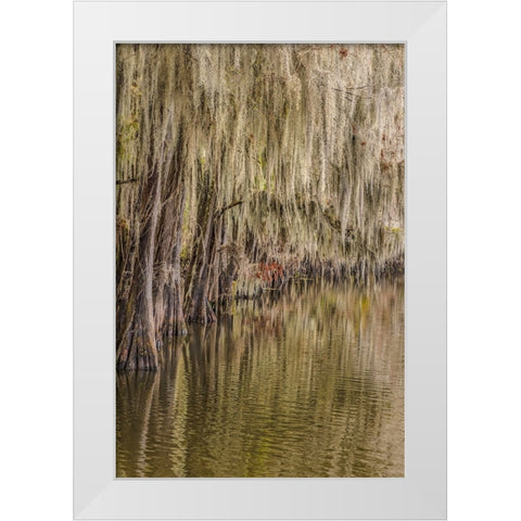 Cypress trees and Spanish moss lining shoreline of Caddo Lake-Uncertain-Texas White Modern Wood Framed Art Print by Jones, Adam