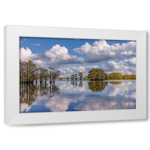 Bald cypress trees in autumn reflected on lake Caddo Lake-Uncertain-Texas White Modern Wood Framed Art Print by Jones, Adam