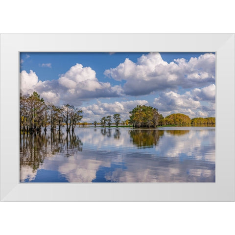 Bald cypress trees in autumn reflected on lake Caddo Lake-Uncertain-Texas White Modern Wood Framed Art Print by Jones, Adam