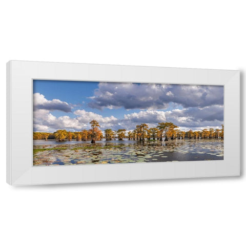 Bald cypress trees in autumn and lily-ads Caddo Lake-Uncertain-Texas White Modern Wood Framed Art Print by Jones, Adam