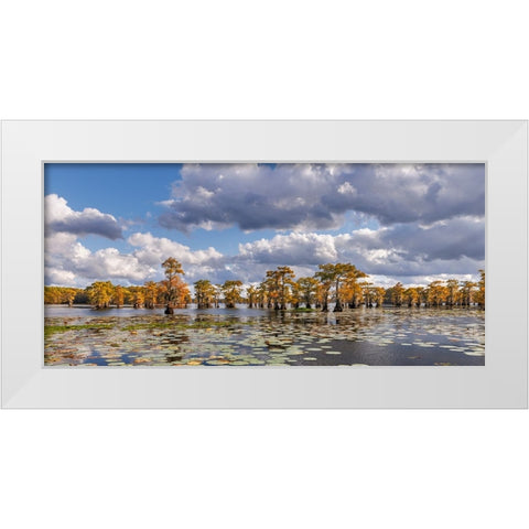 Bald cypress trees in autumn and lily-ads Caddo Lake-Uncertain-Texas White Modern Wood Framed Art Print by Jones, Adam