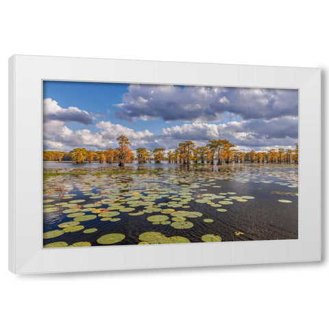 Bald cypress trees in autumn and lily-ads Caddo Lake-Uncertain-Texas White Modern Wood Framed Art Print by Jones, Adam