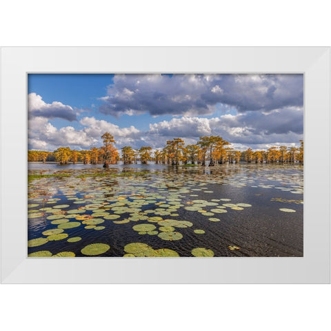 Bald cypress trees in autumn and lily-ads Caddo Lake-Uncertain-Texas White Modern Wood Framed Art Print by Jones, Adam