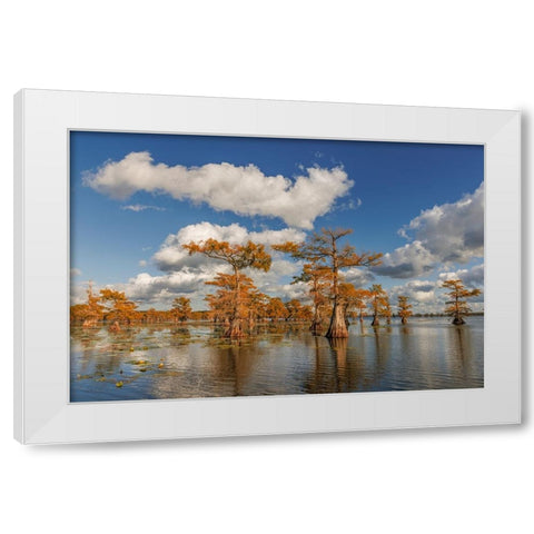 Bald cypress trees in autumn reflected on lake Caddo Lake-Uncertain-Texas White Modern Wood Framed Art Print by Jones, Adam