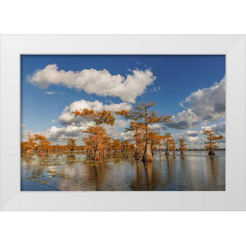 Bald cypress trees in autumn reflected on lake Caddo Lake-Uncertain-Texas White Modern Wood Framed Art Print by Jones, Adam