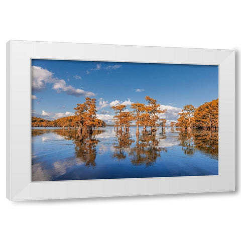 Bald cypress trees in autumn reflected on lake Caddo Lake-Uncertain-Texas White Modern Wood Framed Art Print by Jones, Adam