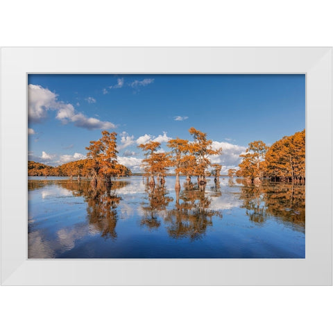 Bald cypress trees in autumn reflected on lake Caddo Lake-Uncertain-Texas White Modern Wood Framed Art Print by Jones, Adam