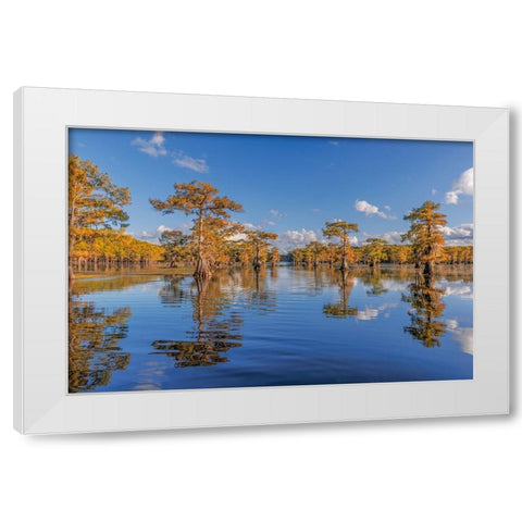 Bald cypress trees in autumn reflected on lake Caddo Lake-Uncertain-Texas White Modern Wood Framed Art Print by Jones, Adam