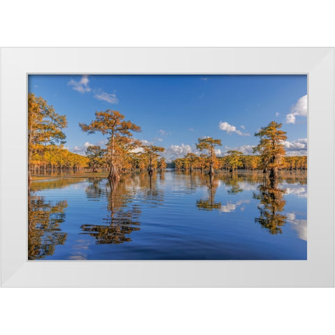 Bald cypress trees in autumn reflected on lake Caddo Lake-Uncertain-Texas White Modern Wood Framed Art Print by Jones, Adam