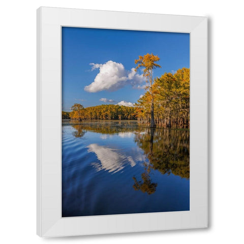 Bald cypress trees in autumn reflected on lake Caddo Lake-Uncertain-Texas White Modern Wood Framed Art Print by Jones, Adam