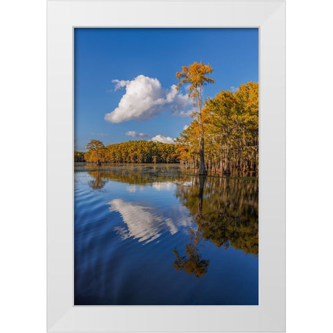 Bald cypress trees in autumn reflected on lake Caddo Lake-Uncertain-Texas White Modern Wood Framed Art Print by Jones, Adam