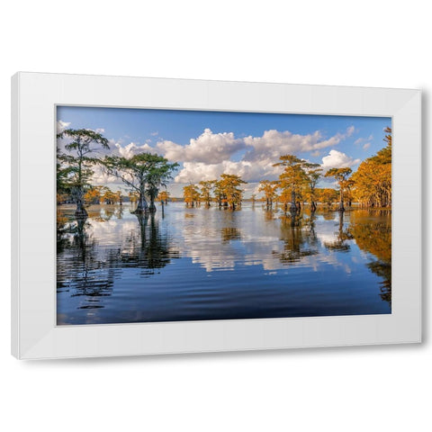 Bald cypress trees in autumn reflected on lake Caddo Lake-Uncertain-Texas White Modern Wood Framed Art Print by Jones, Adam
