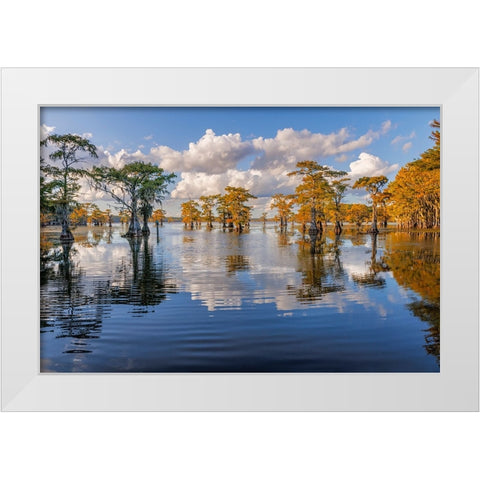 Bald cypress trees in autumn reflected on lake Caddo Lake-Uncertain-Texas White Modern Wood Framed Art Print by Jones, Adam