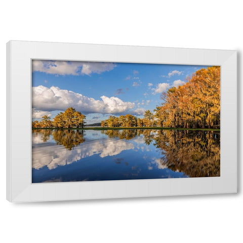 Bald cypress trees in autumn reflected on lake Caddo Lake-Uncertain-Texas White Modern Wood Framed Art Print by Jones, Adam