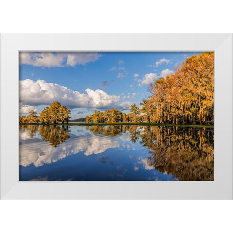 Bald cypress trees in autumn reflected on lake Caddo Lake-Uncertain-Texas White Modern Wood Framed Art Print by Jones, Adam