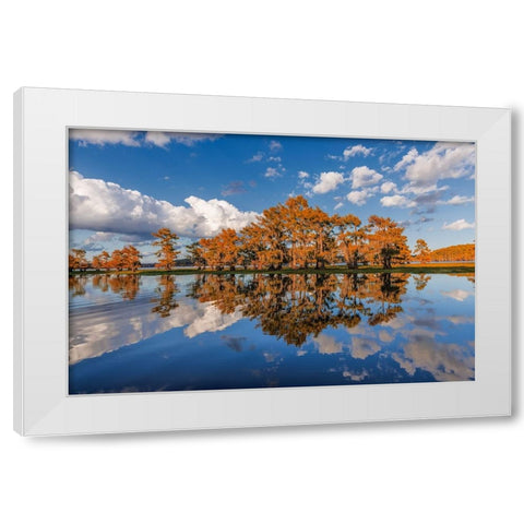 Bald cypress trees in autumn reflected on lake Caddo Lake-Uncertain-Texas White Modern Wood Framed Art Print by Jones, Adam