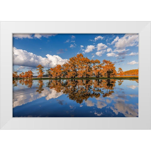 Bald cypress trees in autumn reflected on lake Caddo Lake-Uncertain-Texas White Modern Wood Framed Art Print by Jones, Adam