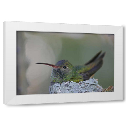 TX, Raymondville Buff-bellied hummingbird sits White Modern Wood Framed Art Print by Morris, Arthur