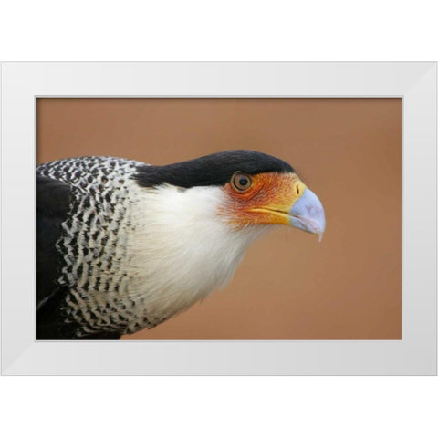 TX, Linn Crested caracara head against red dirt White Modern Wood Framed Art Print by Morris, Arthur