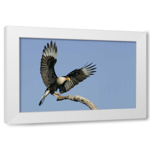 TX, Linn, Cozad Ranch Crested caracara landing White Modern Wood Framed Art Print by Morris, Arthur