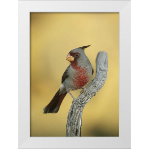 Texas, Roma Phyrrhuloxia bird on tree branch White Modern Wood Framed Art Print by Morris, Arthur