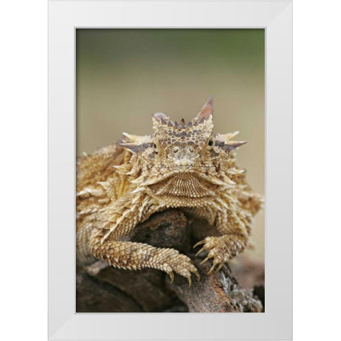 TX, Linn, Cozad Ranch Horned lizard on a stump White Modern Wood Framed Art Print by Morris, Arthur