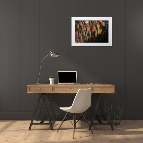 TX, Hidalgo Co Wild turkey feather White Modern Wood Framed Art Print by Morris, Arthur