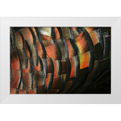 TX, Hidalgo Co Wild turkey feather White Modern Wood Framed Art Print by Morris, Arthur