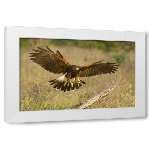 TX, Edinburgh Harris hawk in flight landing White Modern Wood Framed Art Print by Welling, Dave