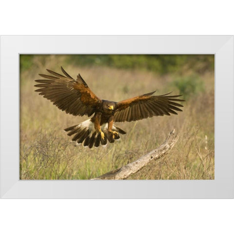 TX, Edinburgh Harris hawk in flight landing White Modern Wood Framed Art Print by Welling, Dave