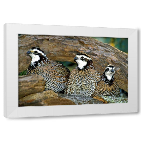 TX, McAllen Northern bobwhite males under log White Modern Wood Framed Art Print by Welling, Dave