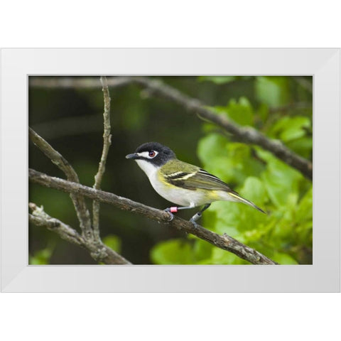 TX, Balcones Canyonlands NWR Black-capped vireo White Modern Wood Framed Art Print by Welling, Dave