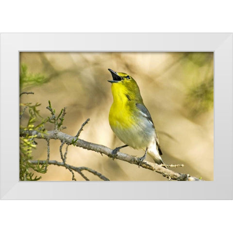 TX, Balcones Canyon Yellow-throated vireo sings White Modern Wood Framed Art Print by Welling, Dave